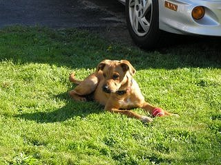 Five-month-old Seamus